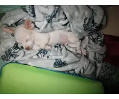 White male Chihuahua puppy for sale - 2