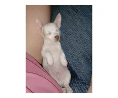 White male Chihuahua puppy for sale - 3