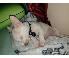 White male Chihuahua puppy for sale - 4