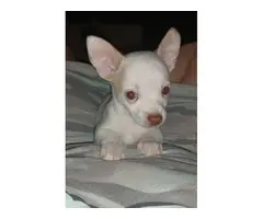 White male Chihuahua puppy for sale - 5