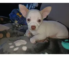 White male Chihuahua puppy for sale - 7
