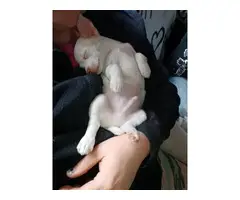 White male Chihuahua puppy for sale - 9