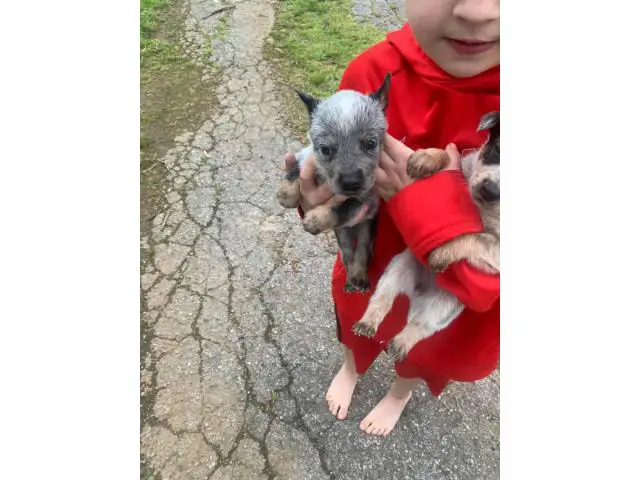 5 weeks old red and blue heeler puppies - 1/4