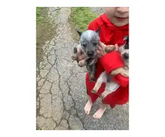 5 weeks old red and blue heeler puppies