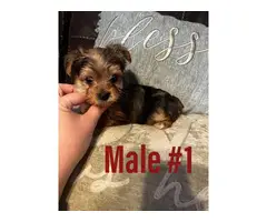 3 Full-blooded Yorkie Puppies
