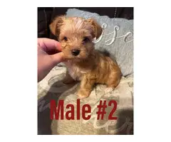 3 Full-blooded Yorkie Puppies - 2