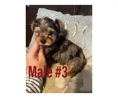 3 Full-blooded Yorkie Puppies - 3