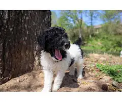 Black and white Standard Poodle Puppies for Sale