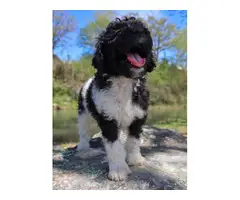 Black and white Standard Poodle Puppies for Sale - 3