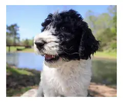 Black and white Standard Poodle Puppies for Sale - 4