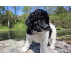 Black and white Standard Poodle Puppies for Sale - 6