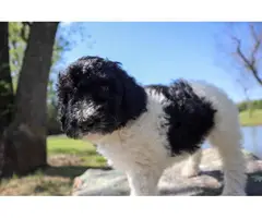 Black and white Standard Poodle Puppies for Sale - 7
