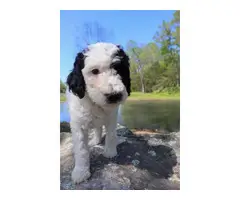 Black and white Standard Poodle Puppies for Sale - 9