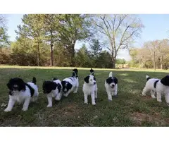 Black and white Standard Poodle Puppies for Sale - 10