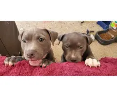 3 adorable American blue nose pit puppies