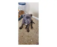 3 adorable American blue nose pit puppies - 2