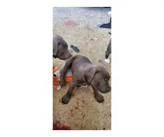 3 adorable American blue nose pit puppies - 3