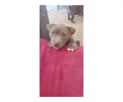 3 adorable American blue nose pit puppies - 4