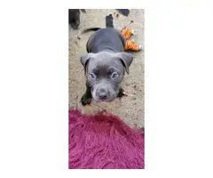 3 adorable American blue nose pit puppies - 5