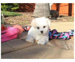 2 Available maltese puppies