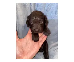 Cute Boykin Spaniel puppies for Sale
