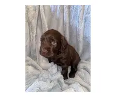 Cute Boykin Spaniel puppies for Sale - 2