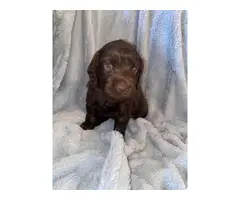 Cute Boykin Spaniel puppies for Sale - 6