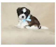 2 Shih Tzu puppies looking for a great home