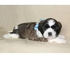2 Shih Tzu puppies looking for a great home