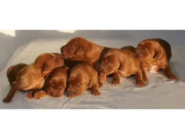AKC Irish Setter puppies for sale - 1/2