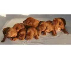 AKC Irish Setter puppies for sale