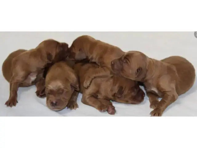 AKC Irish Setter puppies for sale - 2/2