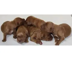 AKC Irish Setter puppies for sale - 2