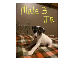 Male Jack Russell puppies for sale