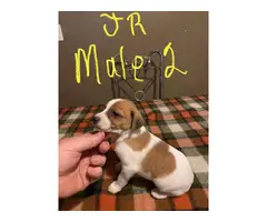 Male Jack Russell puppies for sale - 2
