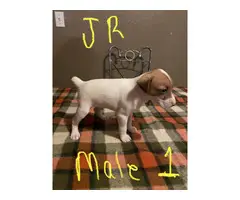 Male Jack Russell puppies for sale - 3