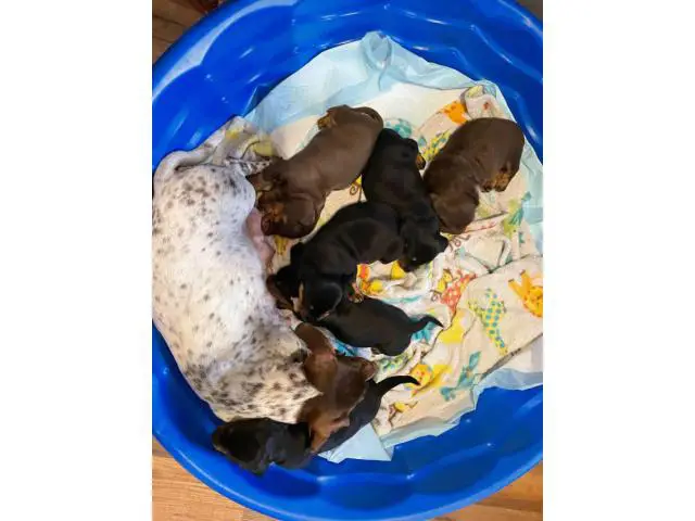 3 black and tan dachshund puppies - 2/8
