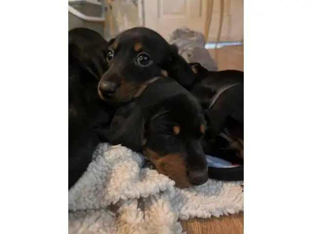 3 black and tan dachshund puppies - 3/8