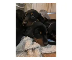 3 black and tan dachshund puppies - 3