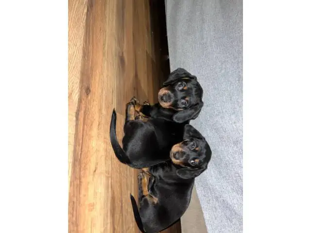 3 black and tan dachshund puppies - 4/8