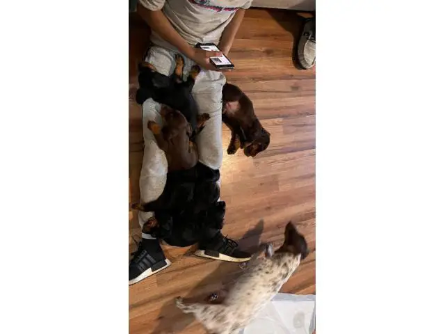 3 black and tan dachshund puppies - 5/8