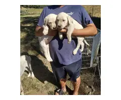 Yellow lab puppies 2 months old