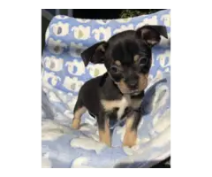 Chihuahua teacup puppies - 2