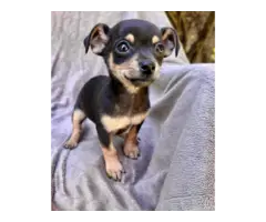 Chihuahua teacup puppies - 4