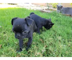 2 black male pug puppies for sale