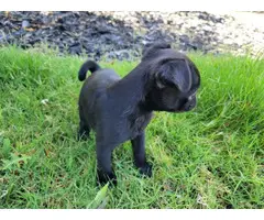 2 black male pug puppies for sale - 2