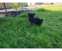 2 black male pug puppies for sale - 3