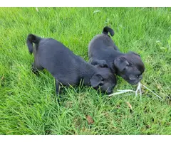 2 black male pug puppies for sale - 4