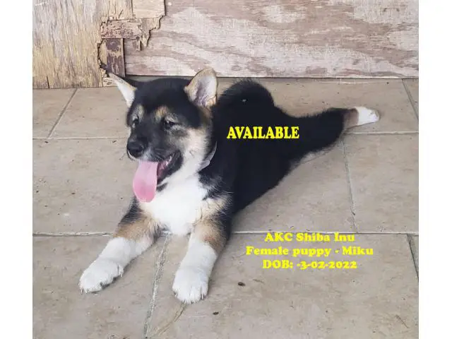 Healthy AKC Shiba Inu Puppies for Sale