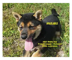 Healthy AKC Shiba Inu Puppies for Sale - 2